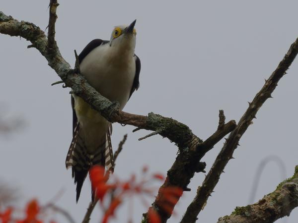 Witte specht (Melanerpes candidus)